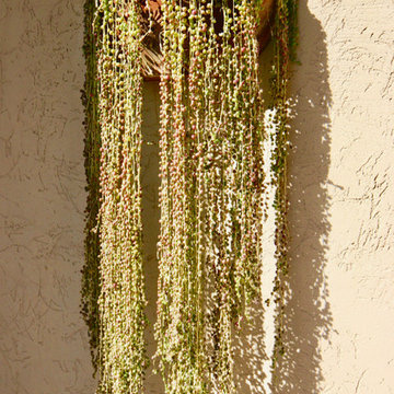 MEXICAN CONTEMPORARY GARDEN