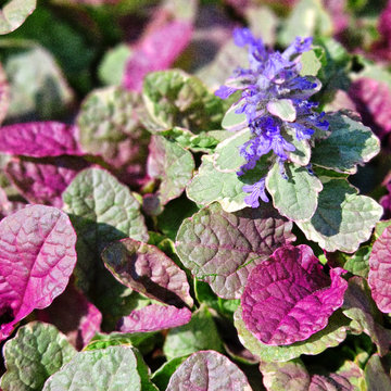 Ajuga | Underrated and Underused