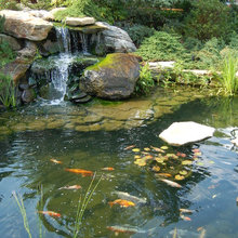 Fish Pond