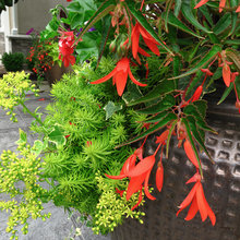 Landscape Ideas