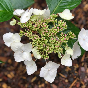 Our White Hydrangeas in May (Hydrangea macrophylla)