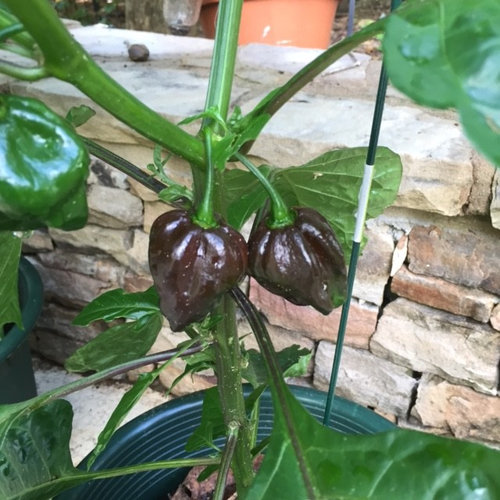 Chocolate Habanero getting ripe!
