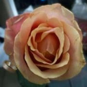 Alison Barton's photo