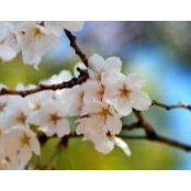 Amy Taotjo's photo