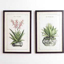 Aloe Prints - Set of 2 - Artwork