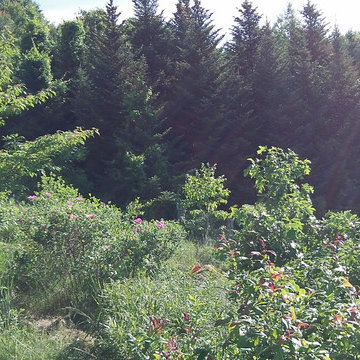 Forest Garden
