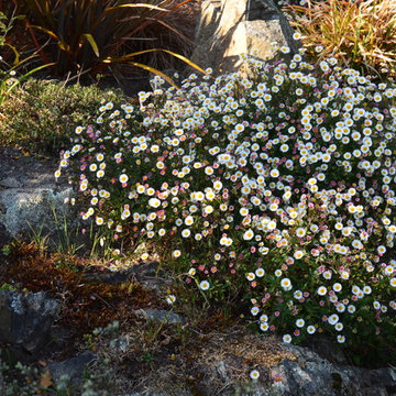 Drought Tolerant Plants