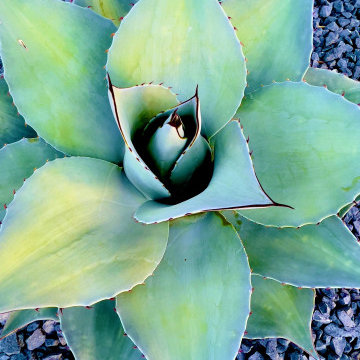 Modern Frontyard Landscape Design | Plano Texas Landscape | Alterra Landscape De