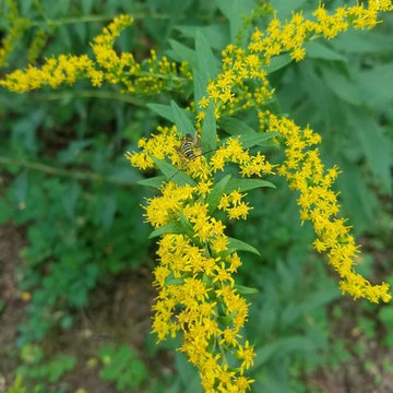 Low Maintenance Wildlife Garden in New York's Capitol Region