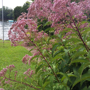 Lake near Fredericksburg, VA: Plant&Sustain for Clean Water
