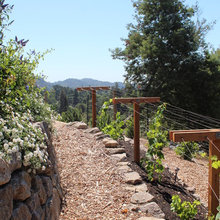Grape Vines