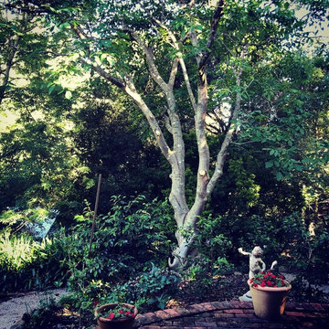 Garden design and maintenance