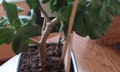 My Jade cannot support itself | Houzz Forum
