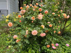 Jalbert roses at Chamblees