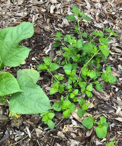 Plant ID for Houston/Zone 9a9b