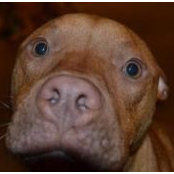 DogTown Daycare's photo