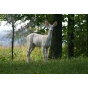 Audrey-Randy Persinger's photo