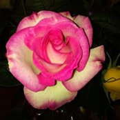 Beth Houser Morse's photo