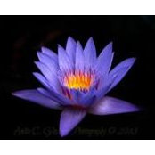 Anita Glockner's photo