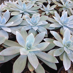 Rare Echeveria cante - Bulbs And Seeds