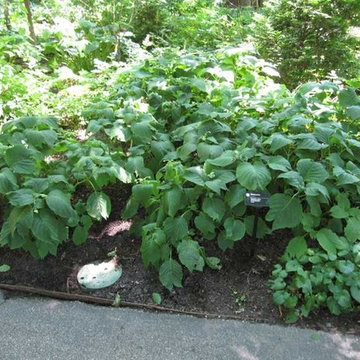 Hosta Alternatives