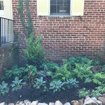 Chevy Chase Foundation Planting