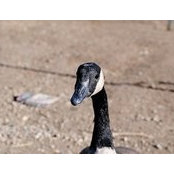 Alex Heyneman's photo