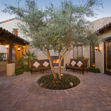 Olive Tree