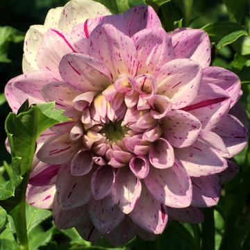 Dahlias