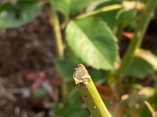 What is eating my rose stems?