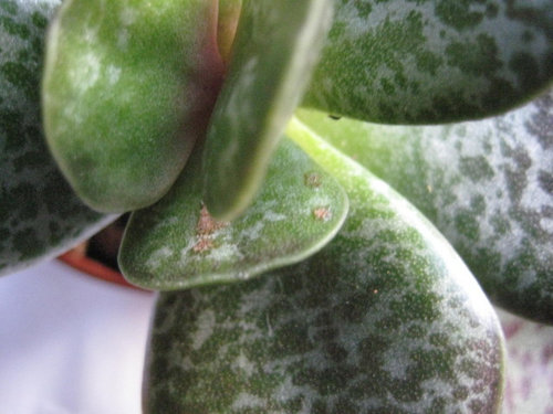 Jade With Brown Spots Not Scale