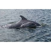 Jennifer Kirkpatrick's photo