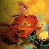 Michelle Ihm's photo
