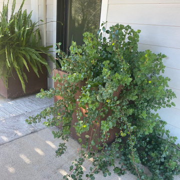 Santa Cruz Mountain Retreat