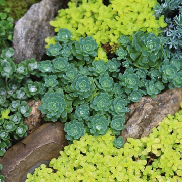 Rosebrook Garden 2017 Garden Tour