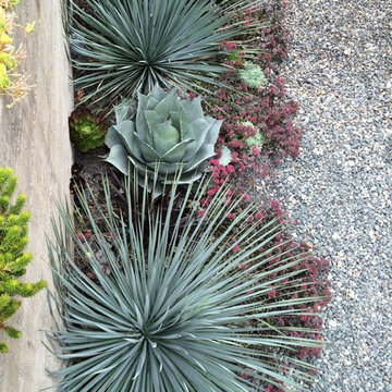 Kensington Succulent Paradise
