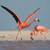 Ngo Kha's photo
