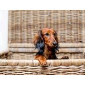 Olga Ivanova's photo