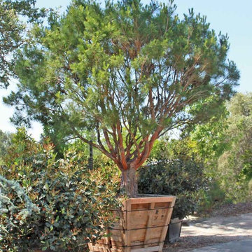 Specimen Plants