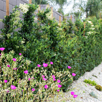 Hedge--Ficus