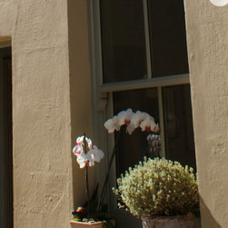 Accoya Windows - Windows