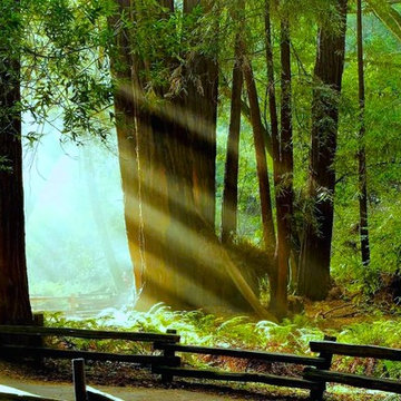 Redwood forest haven