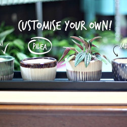 Teachers Day Specials - Indoor Pots And Planters
