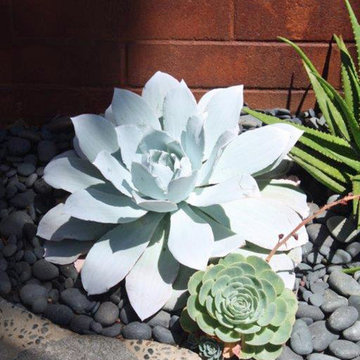 Tropical Inspired Succulent Garden