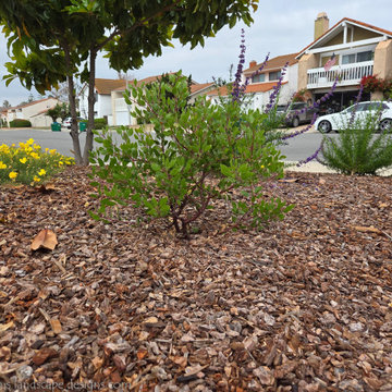 Irvine Turf Rebate Front Yard