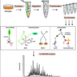 Post translational modification ubiquitination - Products