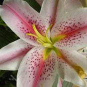 Joan Davis's photo