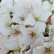 Allison DeLang's photo