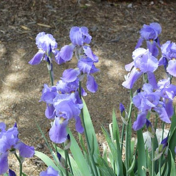 Great Plants For Colorado