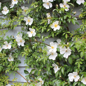 PLANT ASSOCIATIONS: Trees and Shrubs